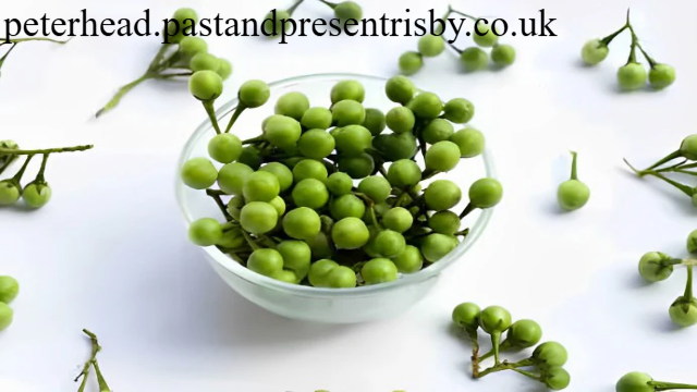 Manfaat Rimbang untuk Kesehatan dan Kehidupan Sehari-hari